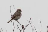 20141011_Putative_Turkestaanse klauwier_Texel